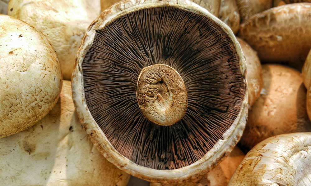 Talk of the Table | Jews and ’Shrooms