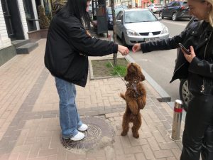 a dog plays with people in Kyiv, Ukraine