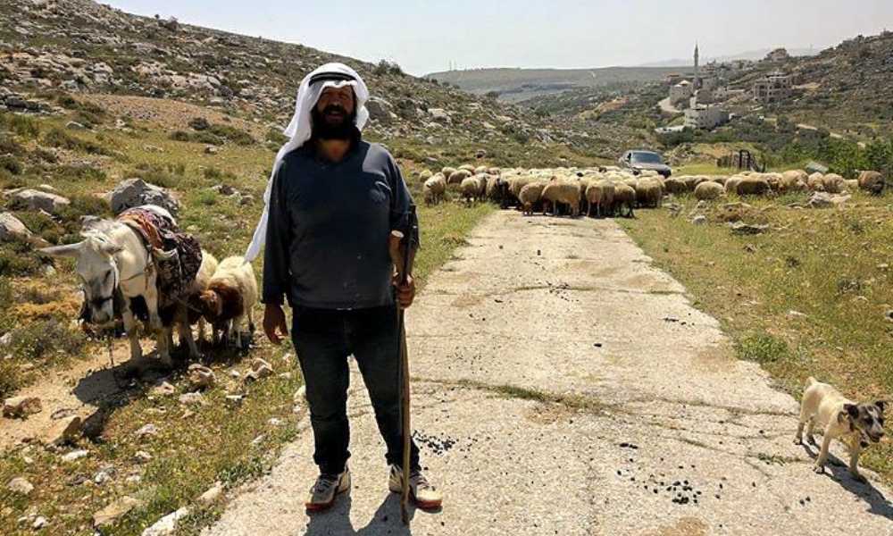 A Palestinian farmer stands in front of his sheep in the West Bank