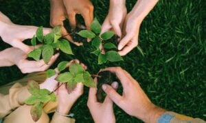 how to celebrate Tu B'Shevat