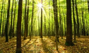 what is Tu B'Shevat