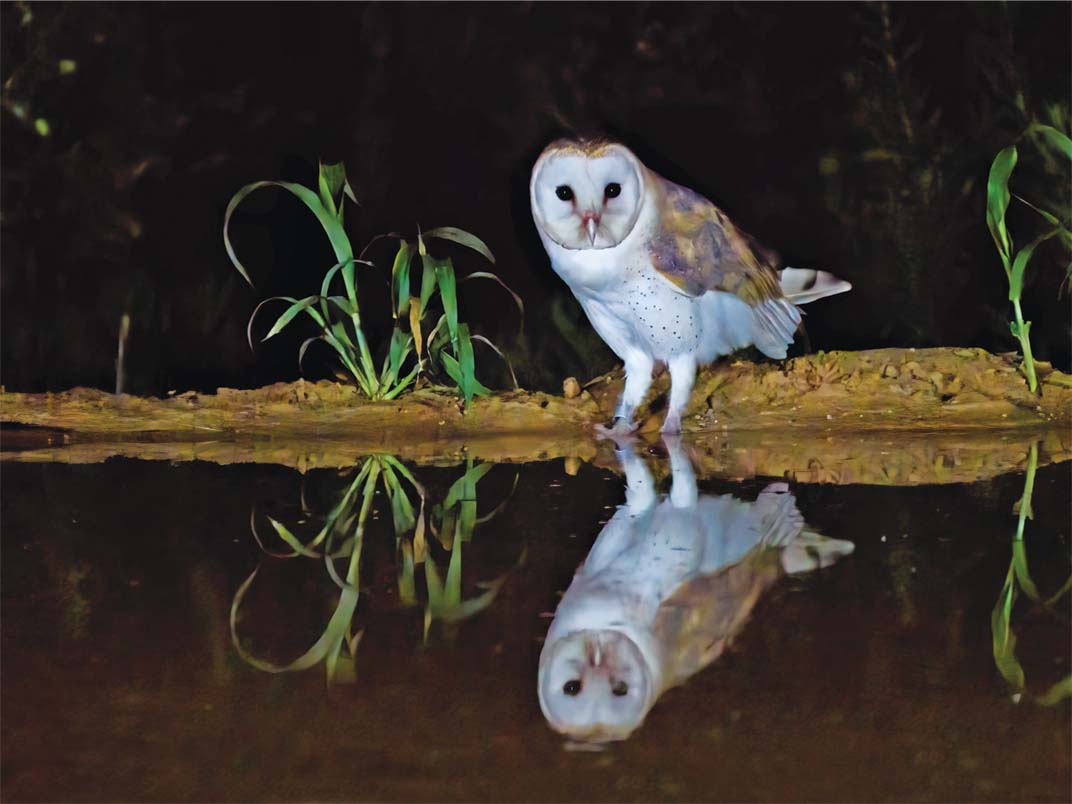 Barn owl