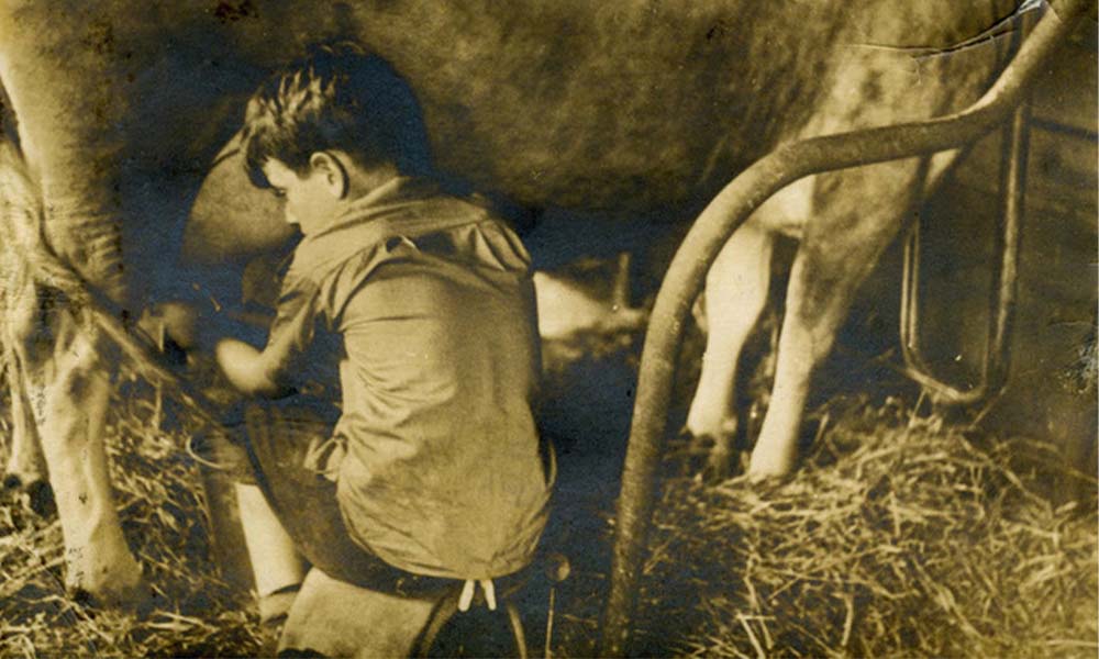 David Amram milking his cow Emily at the family farm in Feasterville PA, 1937.