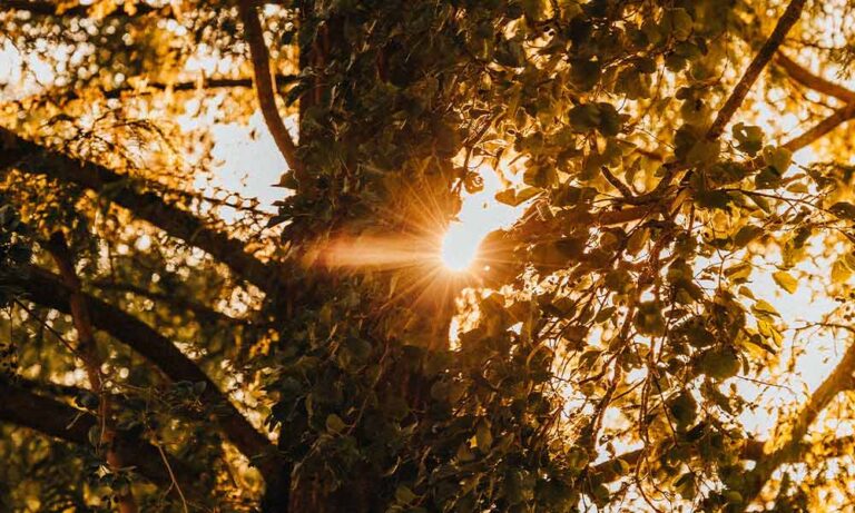 Poem | All in All & Lines for Monday