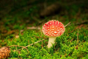 The Red Mushroom the Old-Country Pickers Knew