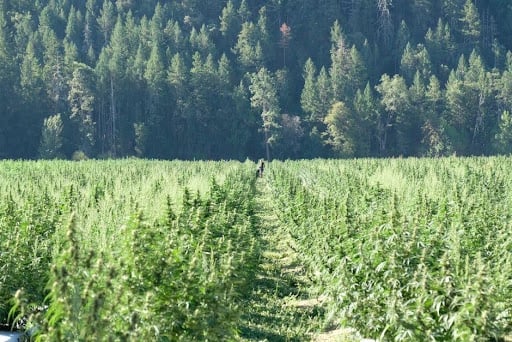 Where Small Buds Go After a Hudson Valley Harvest